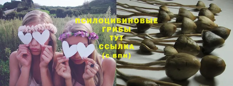 Псилоцибиновые грибы Psilocybe  Кострома 